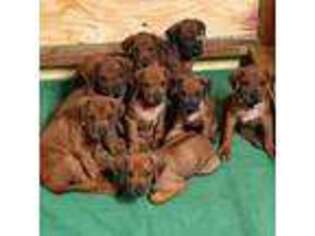 Rhodesian Ridgeback Puppy for sale in Kyle, TX, USA