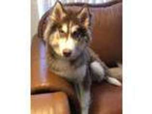 Siberian Husky Puppy for sale in Sterling Heights, MI, USA