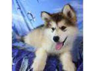 Alaskan Malamute Puppy for sale in Galax, VA, USA