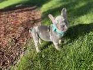 French Bulldog Puppy for sale in Maidsville, WV, USA
