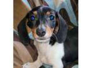 Dachshund Puppy for sale in Groveland, FL, USA