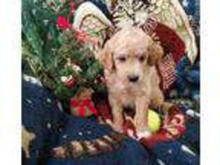Goldendoodle Puppy for sale in Midlothian, VA, USA