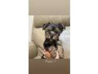 Yorkshire Terrier Puppy for sale in Debary, FL, USA