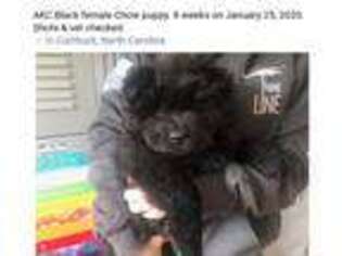 Chow Chow Puppy for sale in Moyock, NC, USA
