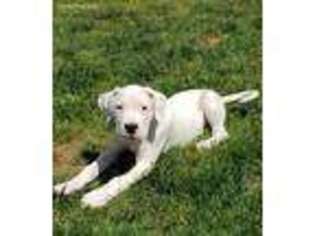 Dogo Argentino Puppy for sale in Salem, OR, USA