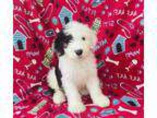 Old English Sheepdog Puppy for sale in Peru, IL, USA