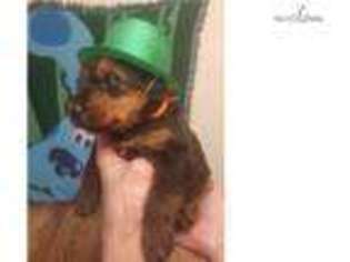 Airedale Terrier Puppy for sale in Montgomery, AL, USA