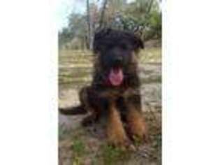 German Shepherd Dog Puppy for sale in Natalia, TX, USA