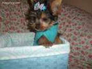 Yorkshire Terrier Puppy for sale in West Bloomfield, MI, USA