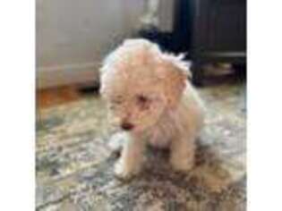 Schnoodle (Standard) Puppy for sale in Portland, OR, USA