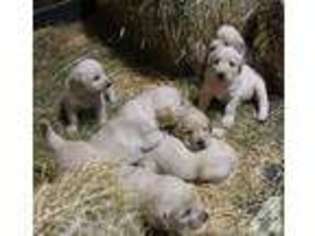 Labradoodle Puppy for sale in ARLINGTON, WA, USA