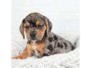 French Bulldog Puppy for sale in Seneca Falls, NY, USA