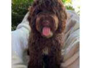 Labradoodle Puppy for sale in Woodward, OK, USA