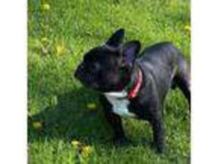 French Bulldog Puppy for sale in Wellsville, OH, USA
