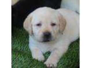 Labrador Retriever Puppy for sale in Celina, TX, USA