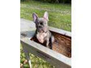 French Bulldog Puppy for sale in Lake Orion, MI, USA