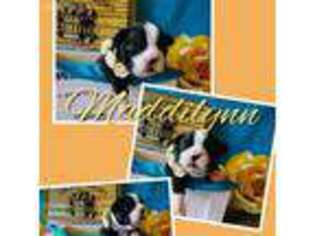 Boston Terrier Puppy for sale in Van Buren, AR, USA