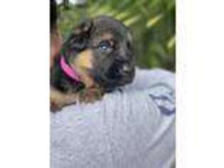 German Shepherd Dog Puppy for sale in Hollywood, FL, USA