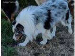 Australian Shepherd Puppy for sale in Gilman City, MO, USA