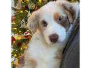 Australian Shepherd Puppy for sale in Burlington, CT, USA