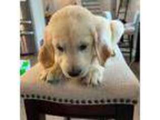Golden Retriever Puppy for sale in Summerville, SC, USA