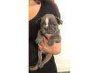 French Bulldog Puppy for sale in Rahway, NJ, USA
