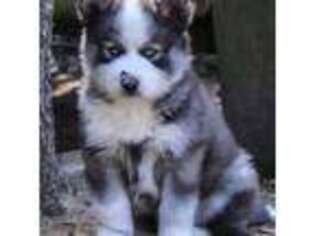 Siberian Husky Puppy for sale in Lufkin, TX, USA