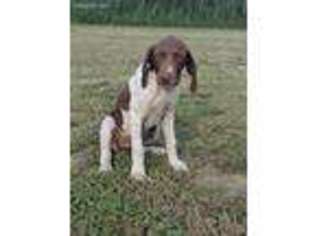 German Shorthaired Pointer Puppy for sale in Moultrie, GA, USA