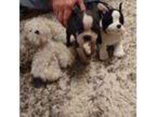 Boston Terrier Puppy for sale in Clute, TX, USA