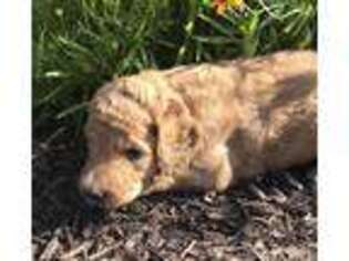 Labradoodle Puppy for sale in Knotts Island, NC, USA