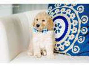Labradoodle Puppy for sale in Mansfield, OH, USA