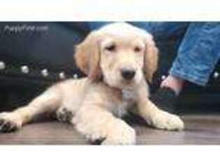 Golden Retriever Puppy for sale in Allentown, PA, USA