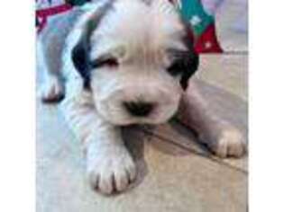 Saint Bernard Puppy for sale in Charlottesville, VA, USA
