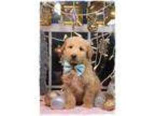 Labradoodle Puppy for sale in Wright City, MO, USA