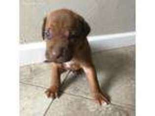 Rhodesian Ridgeback Puppy for sale in Roswell, NM, USA