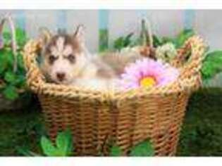Siberian Husky Puppy for sale in New Columbia, PA, USA