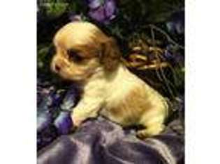 Cavalier King Charles Spaniel Puppy for sale in Roberts, MT, USA