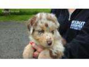 Australian Shepherd Puppy for sale in Foster, RI, USA