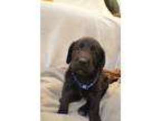 Labradoodle Puppy for sale in Lebanon, OR, USA