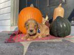 Goldendoodle Puppy for sale in Plainfield, IL, USA