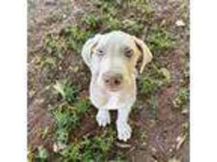 Great Dane Puppy for sale in Mohnton, PA, USA