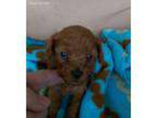 Mutt Puppy for sale in Prairie Grove, AR, USA