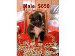 Australian Shepherd Puppy for sale in Franklin, PA, USA