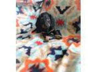 Dachshund Puppy for sale in Madison, OH, USA