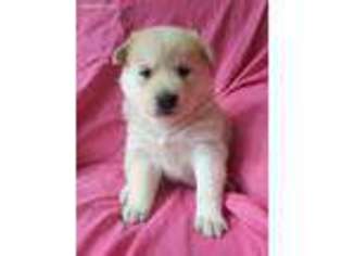 Siberian Husky Puppy for sale in Lexington, NC, USA