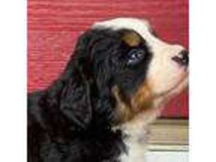 Bernese Mountain Dog Puppy for sale in Bahama, NC, USA
