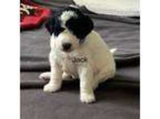 Mutt Puppy for sale in Saint Regis Falls, NY, USA