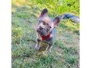 French Bulldog Puppy for sale in Sheboygan, WI, USA