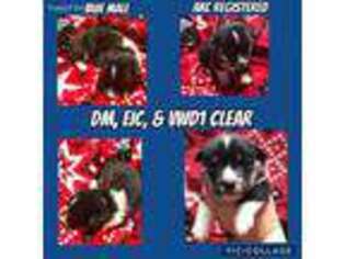 Pembroke Welsh Corgi Puppy for sale in Calhoun, MO, USA
