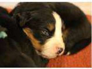 Bernese Mountain Dog Puppy for sale in Liberty, TN, USA